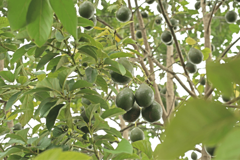 Diferencias entre el Aguacate y la Palta: ¿Son lo Mismo?